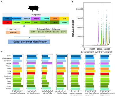 A body map of super-enhancers and their function in pig